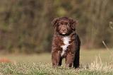 BERGER AUSTRALIEN PUPPIES 198